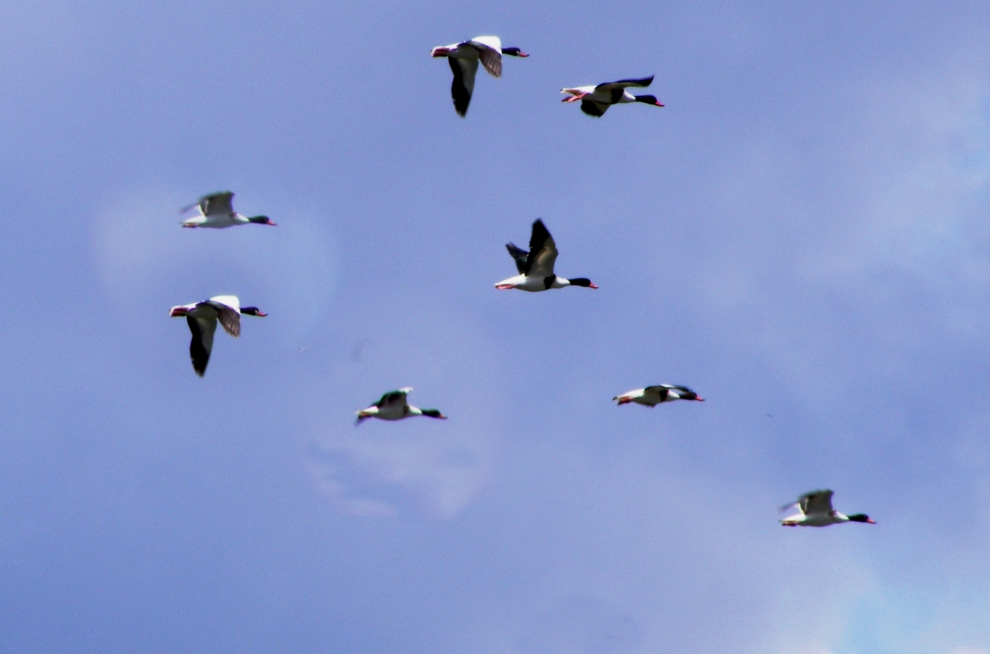 Canards Blancs En Plein Vol Tournant En Rond Vers Prantigny