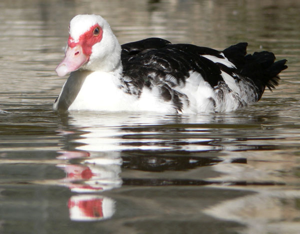 Canard de barbarie solitaire